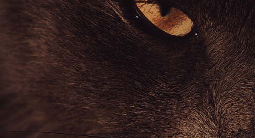 Stage per capi “I Giochi di Bagheera” | In trasferta Puglia 7-8 marzo 2026